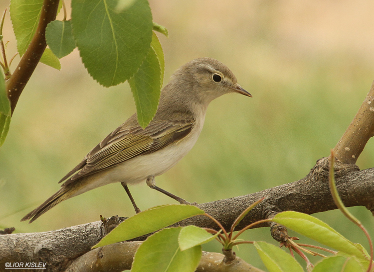       Eastern Bonelli's Warbler  Phylloscopus bonelli orientalis,Neot Smadar  ,march 2012,Lior Kislev